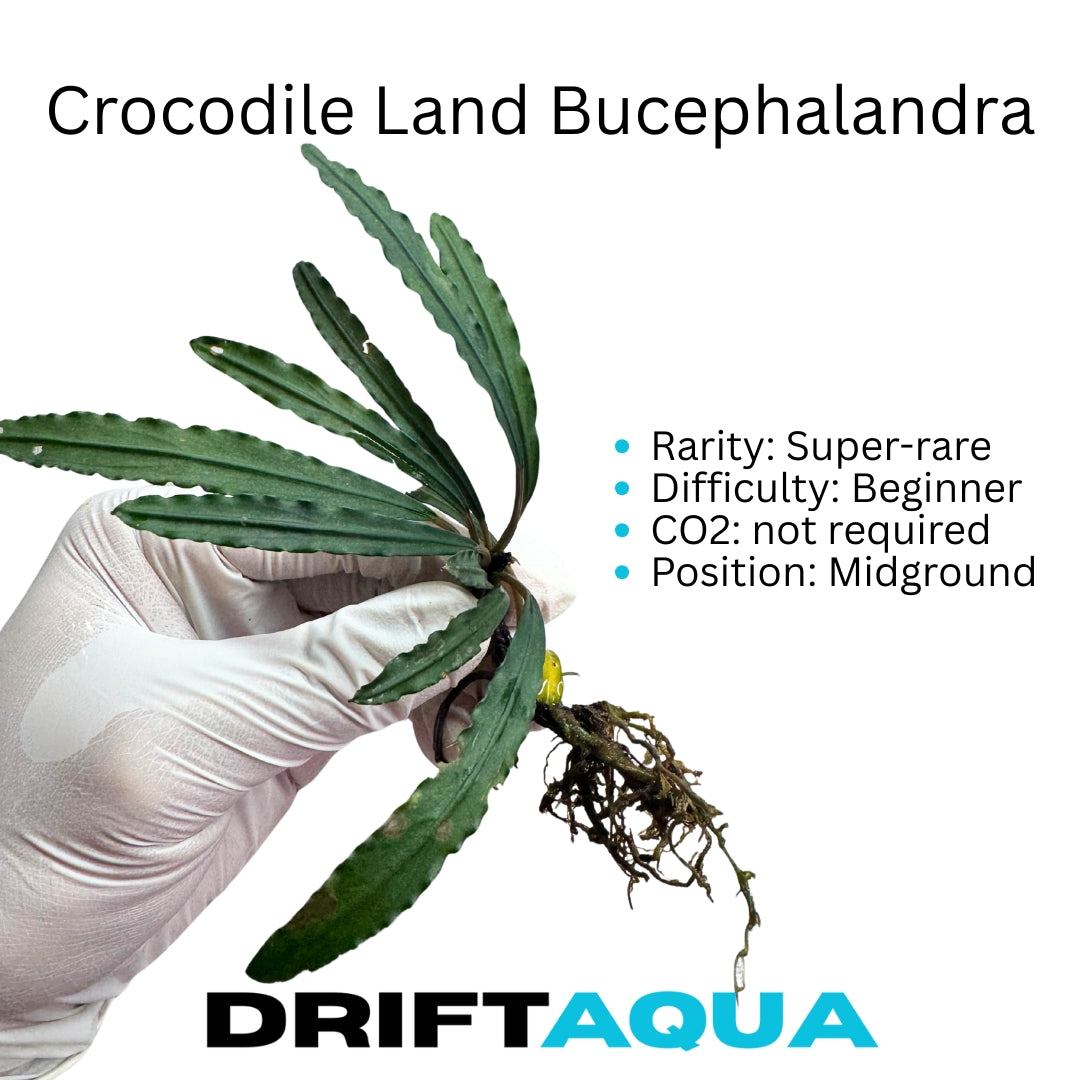 Crocodile Bucephalandra