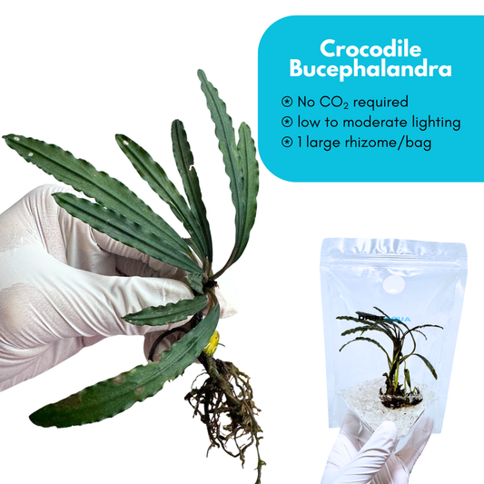 Crocodile Bucephalandra