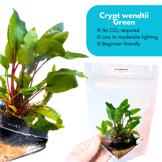 Cryptocoryne Wendtii 'Green'