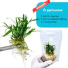 Cryptocoryne Lucens