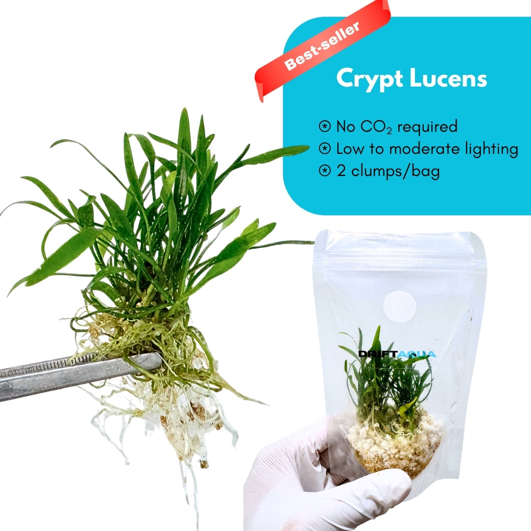 Cryptocoryne Lucens
