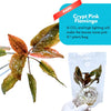 Cryptocoryne Pink Flamingo