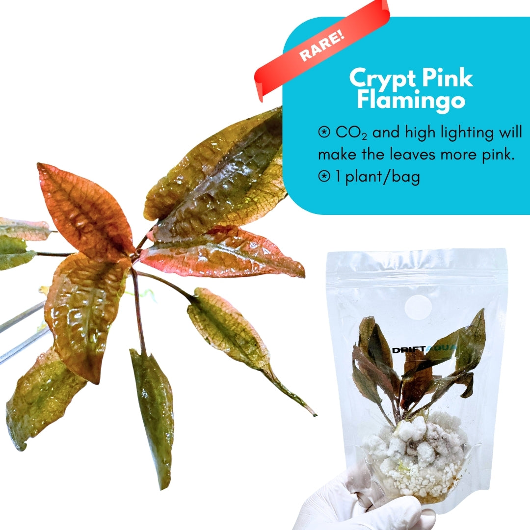 Cryptocoryne Pink Flamingo