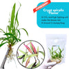 Cryptocoryne Spiralis 'Flame'
