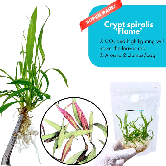 Cryptocoryne Spiralis 'Flame'