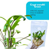 Cryptocoryne Wendtii 'Green'