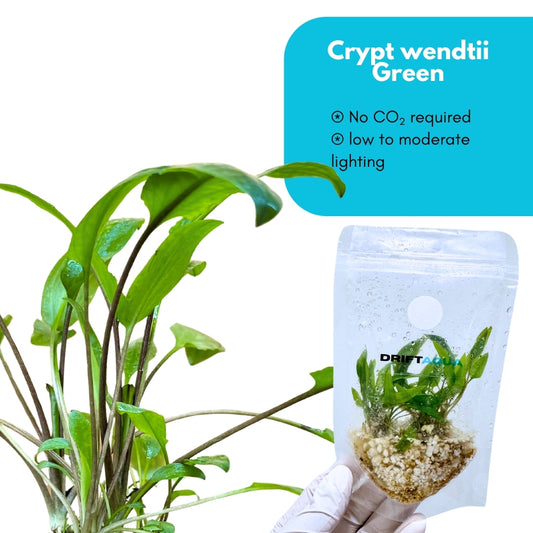 Cryptocoryne Wendtii 'Green'