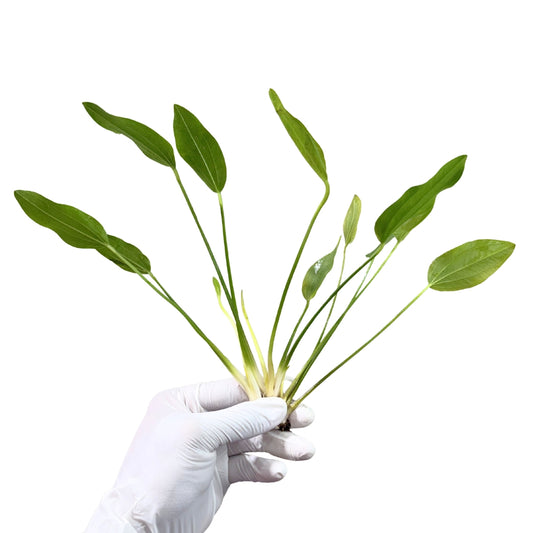 large green aquarium plant, echinodorus grandiflorus