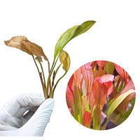 Echinodorus Rose - Free Reward