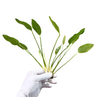 Echinodorus Grandiflorus - Free Reward