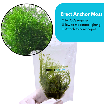 Erect Anchor Moss