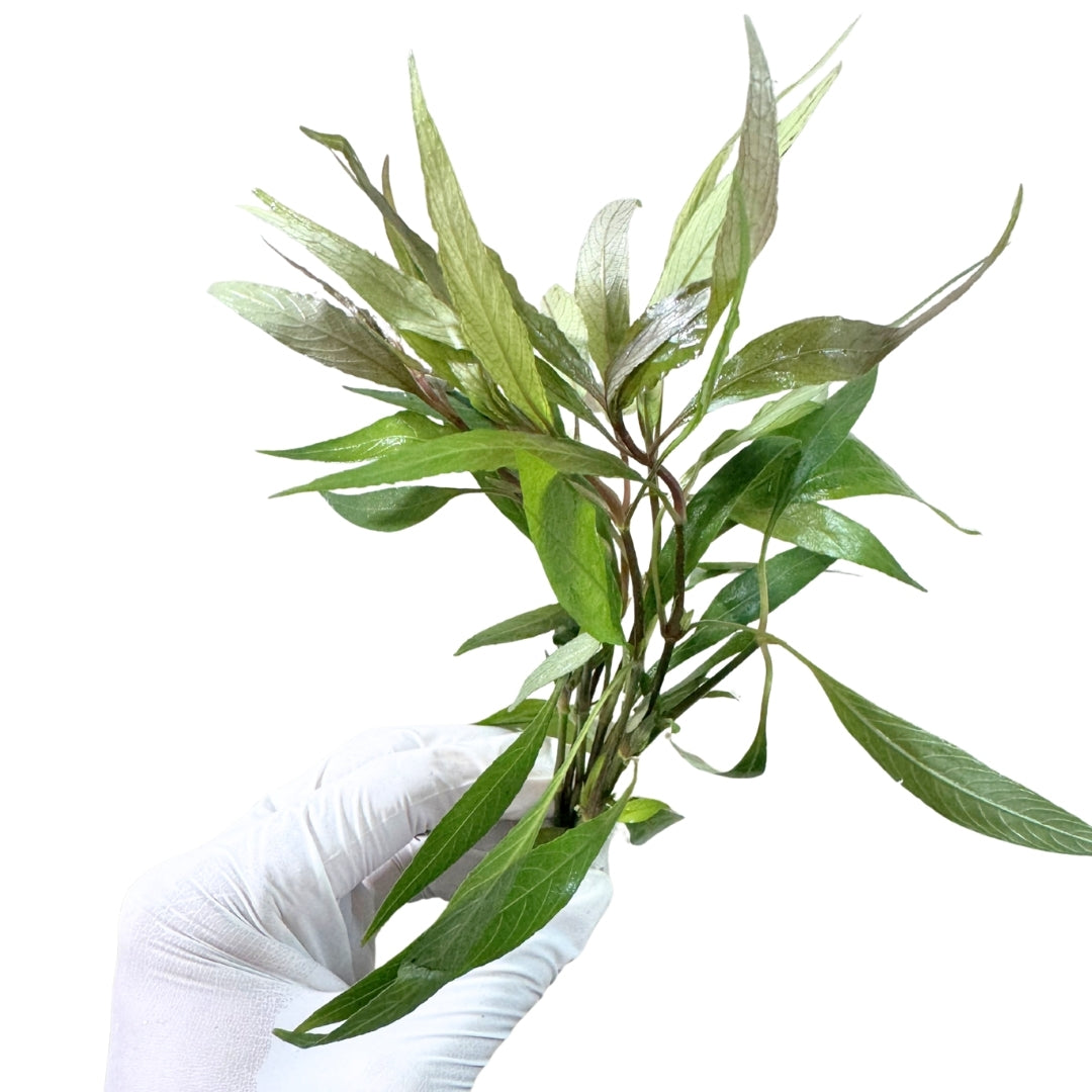 Hygrophila Angustifolia