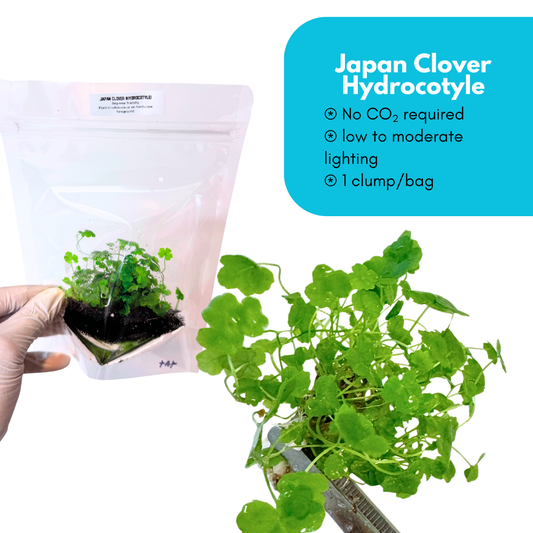 Japan Clover Hydrocotyle