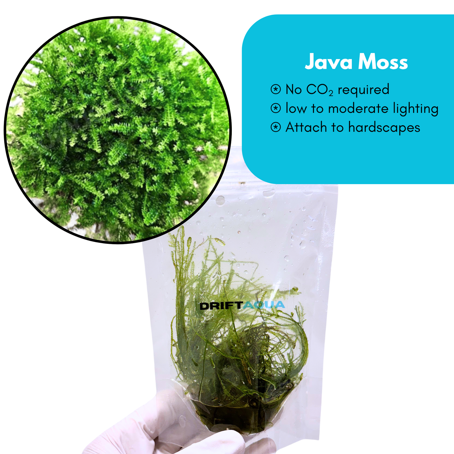 Java Moss