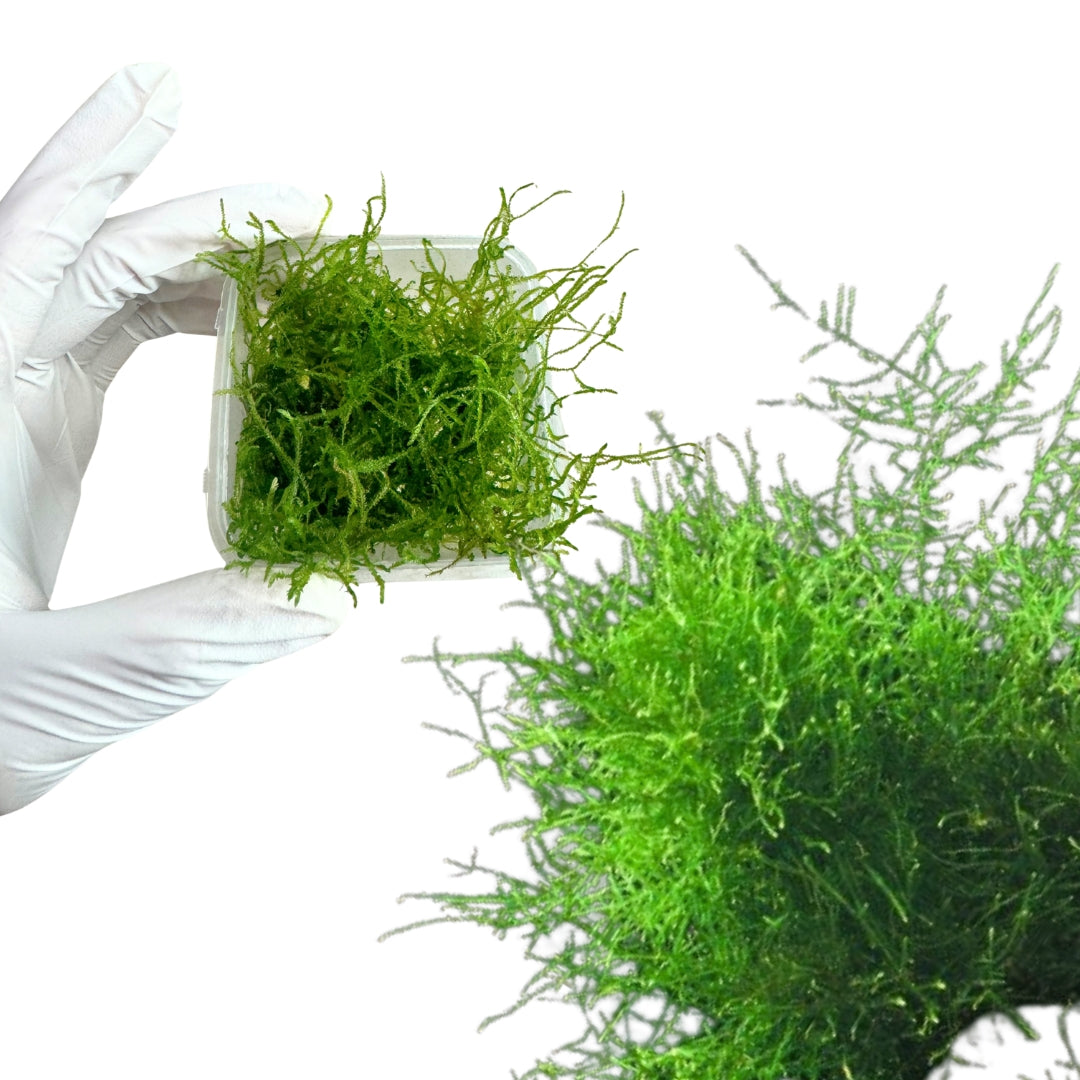 Java Moss (4 oz container)