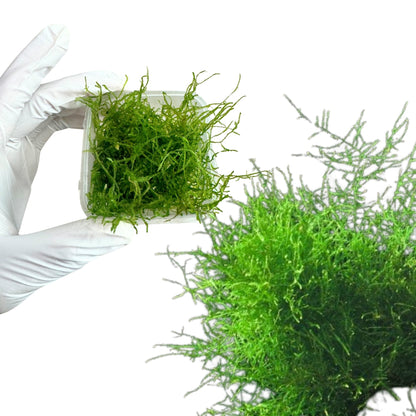 Java Moss (4 oz container)
