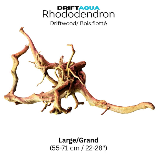 Large Rhododendron Driftwood (22"-28")