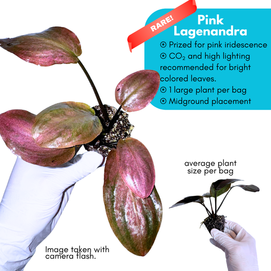 Pink Lagenandra