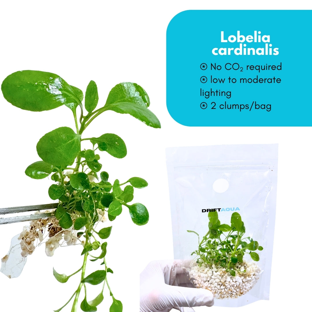 Lobelia Cardinalis