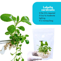 Lobelia Cardinalis - Free Reward