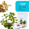 Ludwigia repens