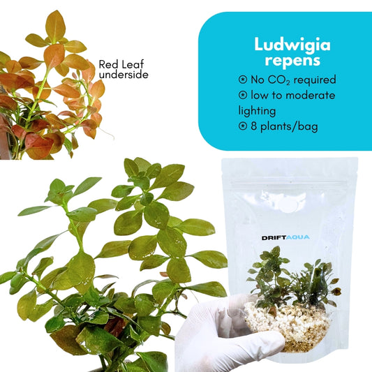 Ludwigia repens