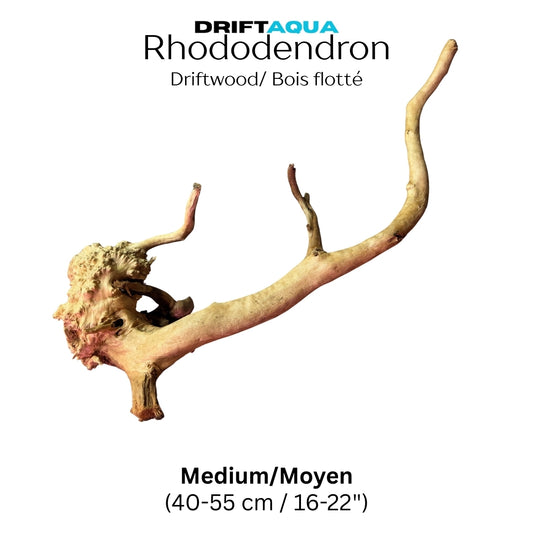 Medium Rhododendron Driftwood (16"-22")