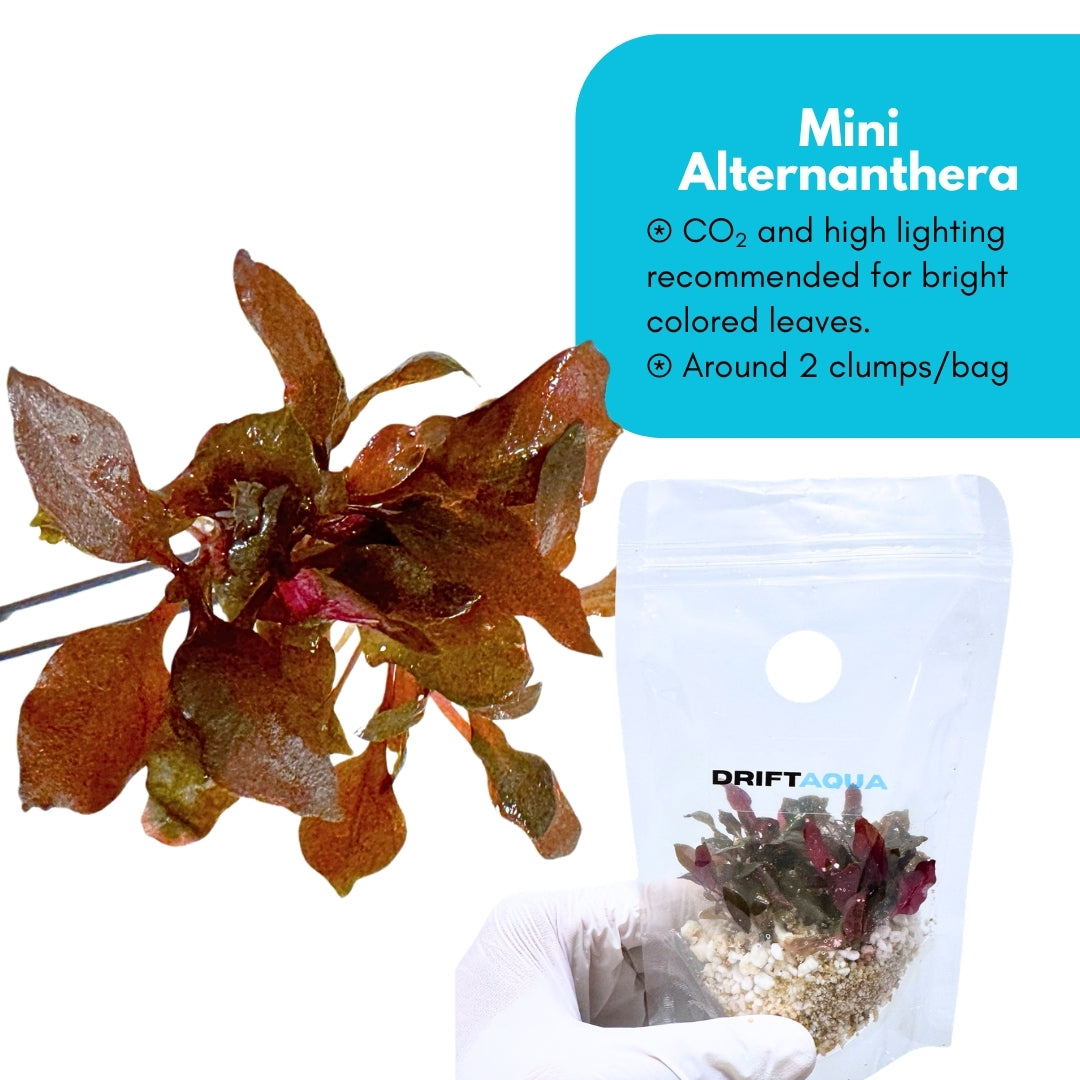 Mini Alternanthera Reineckii