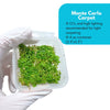 Micranthemum 'Monte Carlo' Carpet