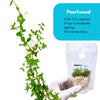 Pearlweed