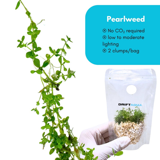 Pearlweed