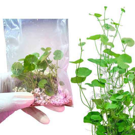 Pennywort