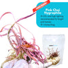 Pink Chai Hygrophila