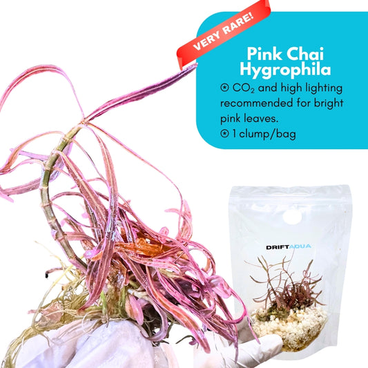 Pink Chai Hygrophila