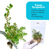 Rotala Mexicana 'Bangladesh'