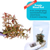 Rotala 'Blood Red'