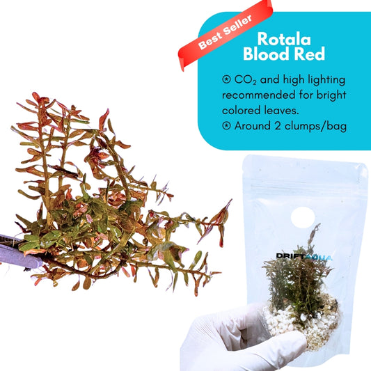 Rotala 'Blood Red'