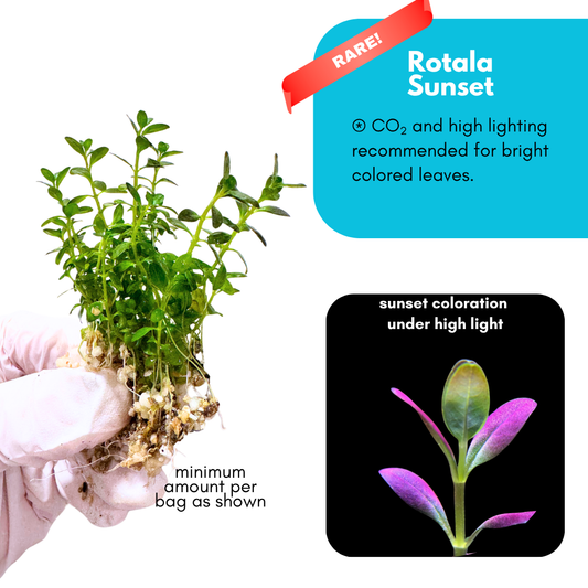 Rotala 'Sunset'