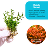 Rotala 'Sunset'