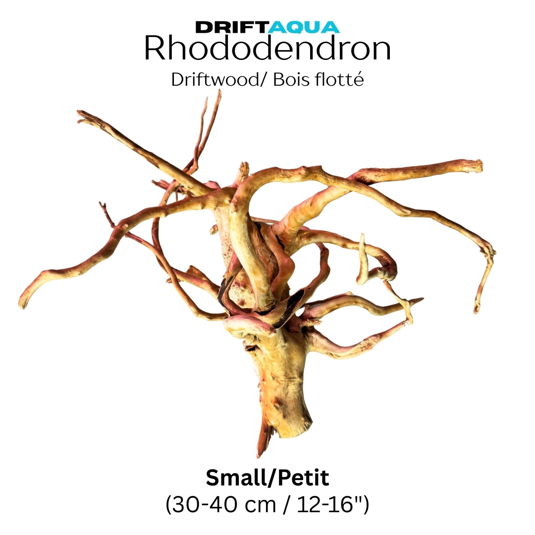 Small Rhododendron Driftwood (12"-16")