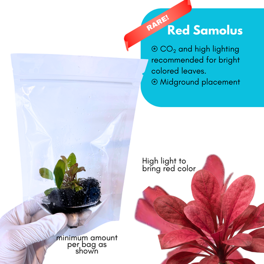 Red Samolus