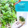 Staurogyne Repens Carpet