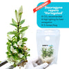 Staurogyne Repens Variegated