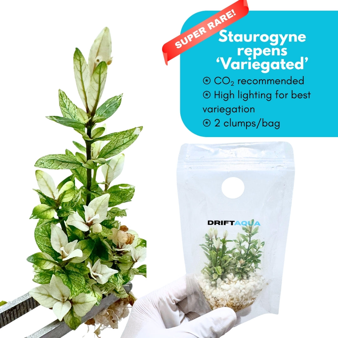 Staurogyne Repens Variegated
