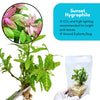 Sunset Hygrophila