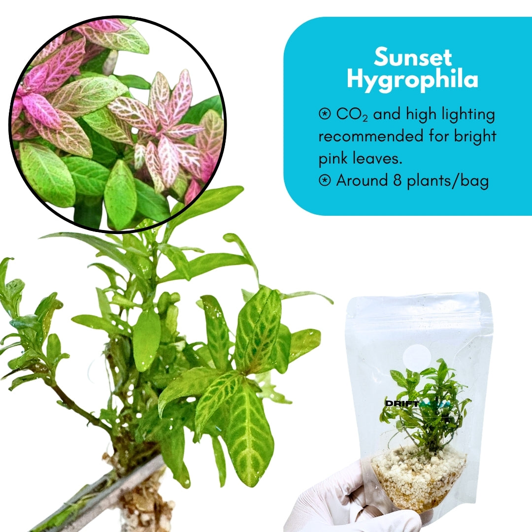 Sunset Hygrophila
