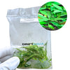 Cryptocoryne lucens (Bag)