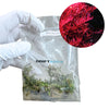 Rotala 'Blood Red' (Bag)