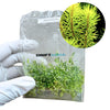 Rotala mexicana 'Bangladesh' (Bag)