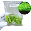 Staurogyne repens Carpet (Bag)